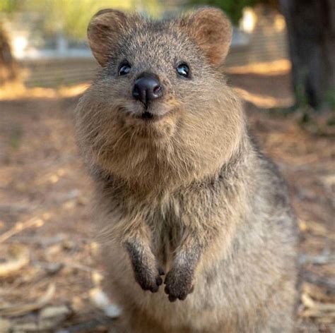 They're some of the smallest members of the macropod (or big foot) family, which also. Quokka appreciation post because they're adorable 😍 : aww