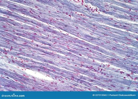Histology Of Cardiac Muscle Under Microscope View Stock Photo Image