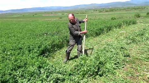 Harvesting Alfalfa With Scythe Youtube