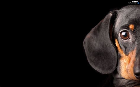 Dog Sweet Dachshund 1920×1200 Animal Photography Dogs