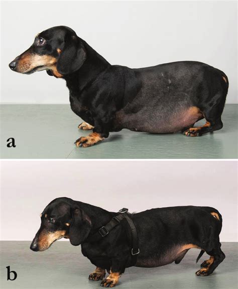 Cushing's disease in dogs cushing disease is more common in dogs than other species.there are two major types of cd that impact dogs. Understanding Cushing's Disease in Dogs | Australian Dog Lover