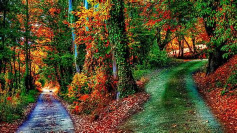 Wonderful Paths In An October Forest R Forest Autumn Paths Leaves R Hill Hd Wallpaper