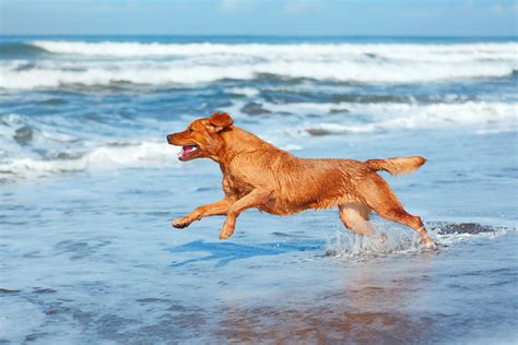 Plan Ahead Tips For Taking Your Dog To The Beach