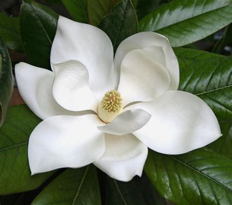 Pin By Maria Pugh Real Estate Broker On Southern Flowers Magnolia