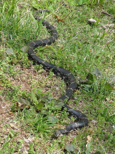 Eastern Kingsnake Project Noah