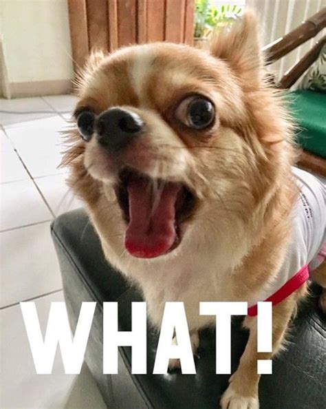 20 Best Chihuahua Memes Of All Time Funny Chihuahua Pictures Dog