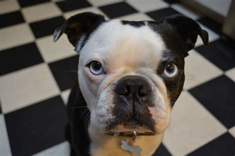After spending over a century of trying to eliminate (except for they are purposely breeding hundreds (likely thousands) of red, blue, cream, lilac, champagne, fawn, and splash boston terriers. Beautiful Blue Eyed Boston Terrier | animals | Pinterest ...
