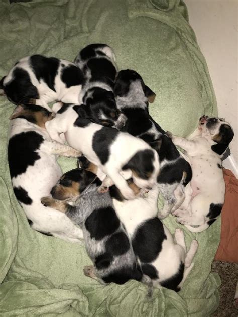 Walker Bluetick Coonhound Cross Puppies
