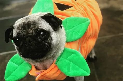 25 Trendy Pug Halloween Costumes The Paws