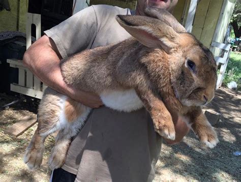 Flemish Giant Rabbit ~ Detailed Information Photos Videos