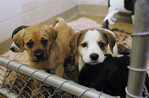 Learn more about ionia county animal shelter in ionia, mi, and search the available pets they have up for adoption on petfinder. Mercer County Animal Shelter starts puppies, kittens ...