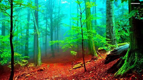 Forest Scenery Wallpapers 4k Hd Forest Scenery Backgrounds On