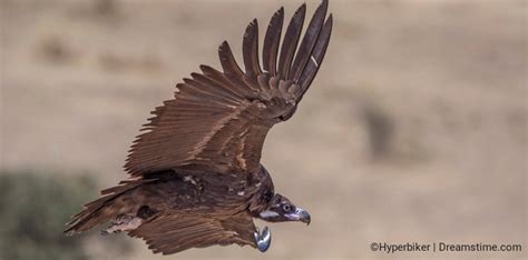 Get To Know The Birds Of Turkey 67 Cinereous Vulture Dreamstime