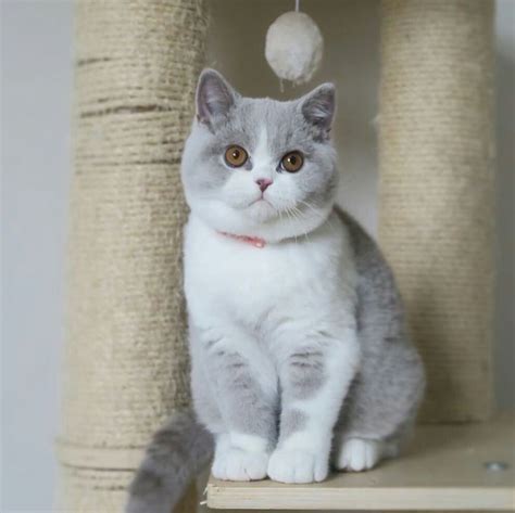 Perfect Sweetheart Right There British Shorthair Cats Munchkin Cat