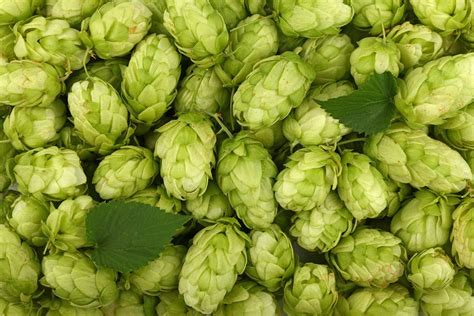 All Types Of Hops Aroma Noble Bittering And Dual Purpose Beer Maverick