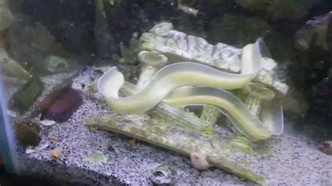 Feeding A Tank Full Of Moray Saltwater Eels Saltwater Tank