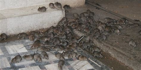 Best Rodent Infestation Solution Ways To Get Rid Of Mice Ratslab