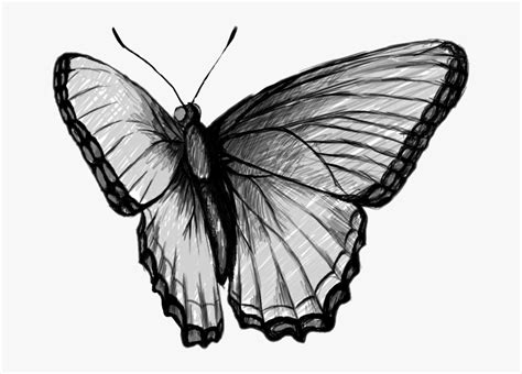 Фото Бабочка Нарисованная Карандашом Telegraph