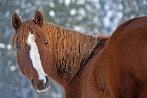 Portrait Of Beautiful Chestnut Horse Stock Photo Image Of Horse