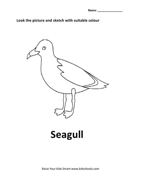 Birds Colouring Worksheets Seagull Kidschoolz