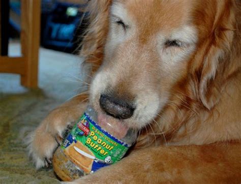 16 Photos That Illustrate A Dogs Love Affair With Peanut Butter Page