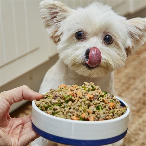 On this page… we'll share the dog food advisor's top 10 best senior dog foods… and we'll answer the 8 most frequently asked questions about feeding older dogs. 8 Things Your Senior Dog Will Thank You For Doing | Dog ...