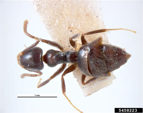 White Footed Ant Technomyrmex Albipes