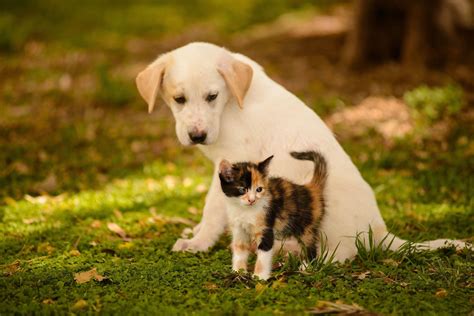 Cat And Dog Photos Download Petswall