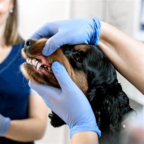 Pet Dental Care And Surgery Veterinary Dentist In Ventura