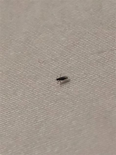 What Are These Tiny Gray Bugs In My House House Poster