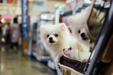 Are Dogs Allowed In Walmart