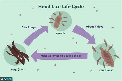 Lice Health Fitness And Dieting Childrens Health Head Lice Cross Jp
