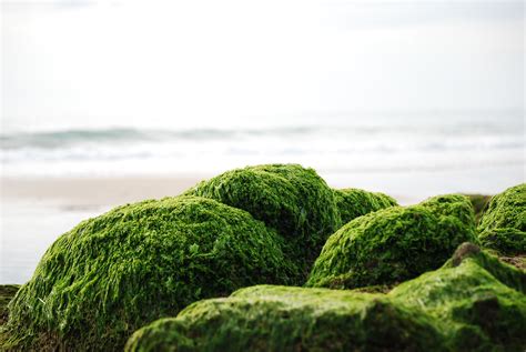 Sea Moss Benefits For Mucus