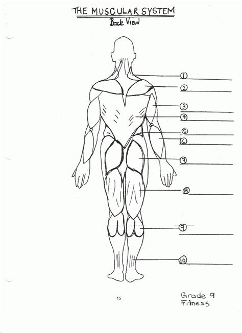 Leg Muscles Diagram Coloring Human Muscles Coloring Page Leg Diagram Images
