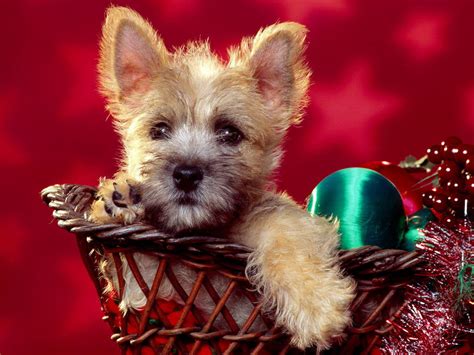 Flash player needs to be enabled to play cute christmas dogs | Amazing Wallpapers