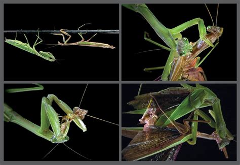 Praying Mantises Bring New Meaning To The Phrase Dinner Date This