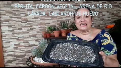 Genero Graptopetalum Superbum Paraguayense Madre Perla Y Bellum Cuidados Basicos Youtube