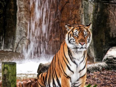 Beautiful Tiger Posed In Front Of A Waterfall Tiger Waterfall Animals