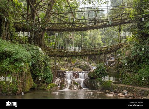Famous Double Decker Living Roots Bridge Near Nongriat Village