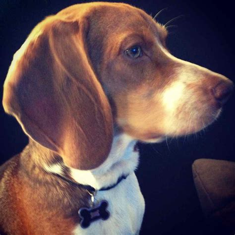 Beagles Are So Cute Our Beagle World Forums