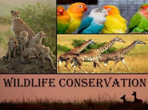 Wildlife Conservation And Its Benefits Ppt