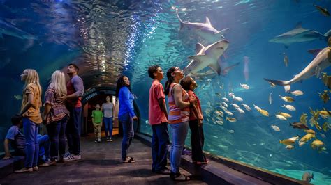 A Guide to Adventure Aquarium | Visit Philadelphia