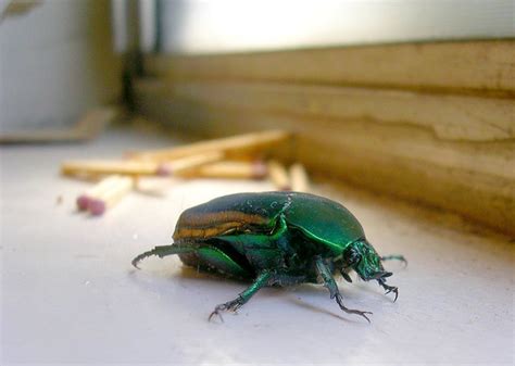 Emerald Green Beetle A Photo On Flickriver