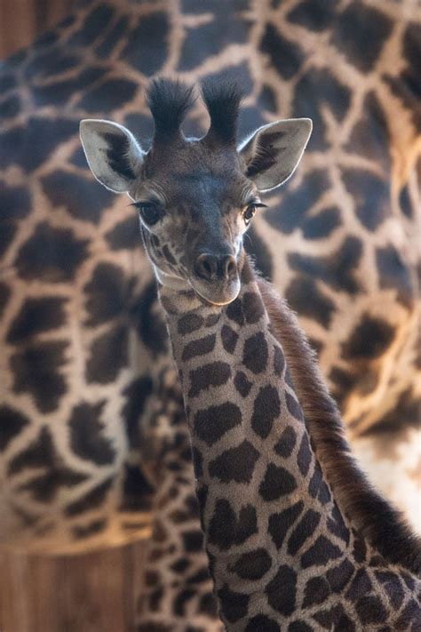Wildlife Wednesday Help Us Name Newest Giraffe Calf At Disneys Animal