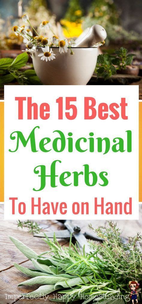 Home Remedies The 15 Best Medicinal Herbs To Always Have In The House