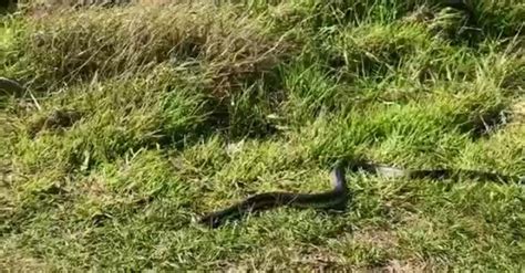 Tiger Snake Slithers Around In Tasmania Sharedots