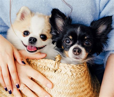 The Best Dating Websites And Apps For Dog Lovers Modern Dog Magazine