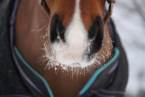 Cold Weather Triggers Your Horses Hair To Grow Grand