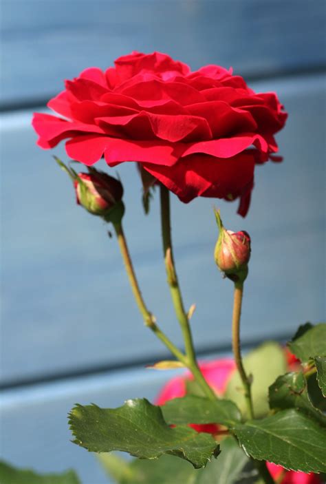 Fotos Gratis Capullos De Rosa Flor Familia Rosa Planta Floreciendo