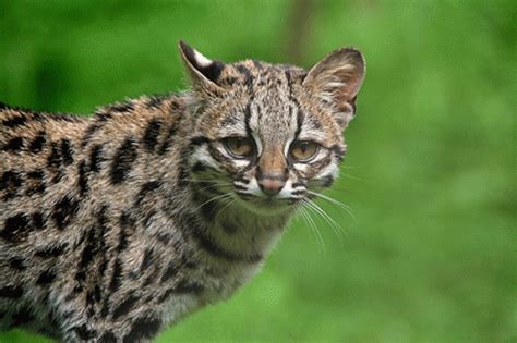 Top 10 Rare Wild Cat Species Inspirich